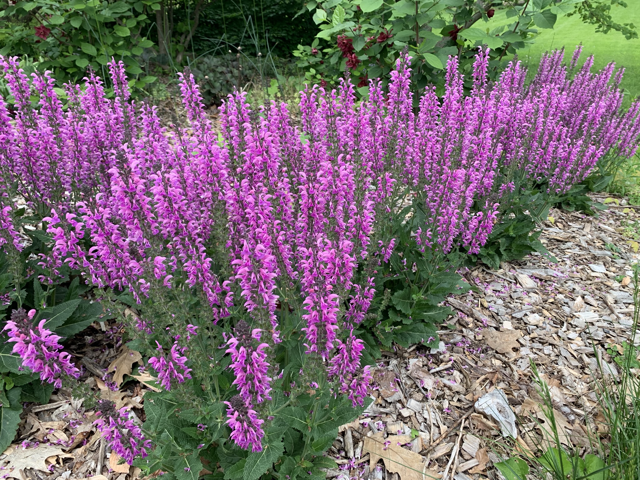In the Garden with Peter: Five Fabulous Perennials