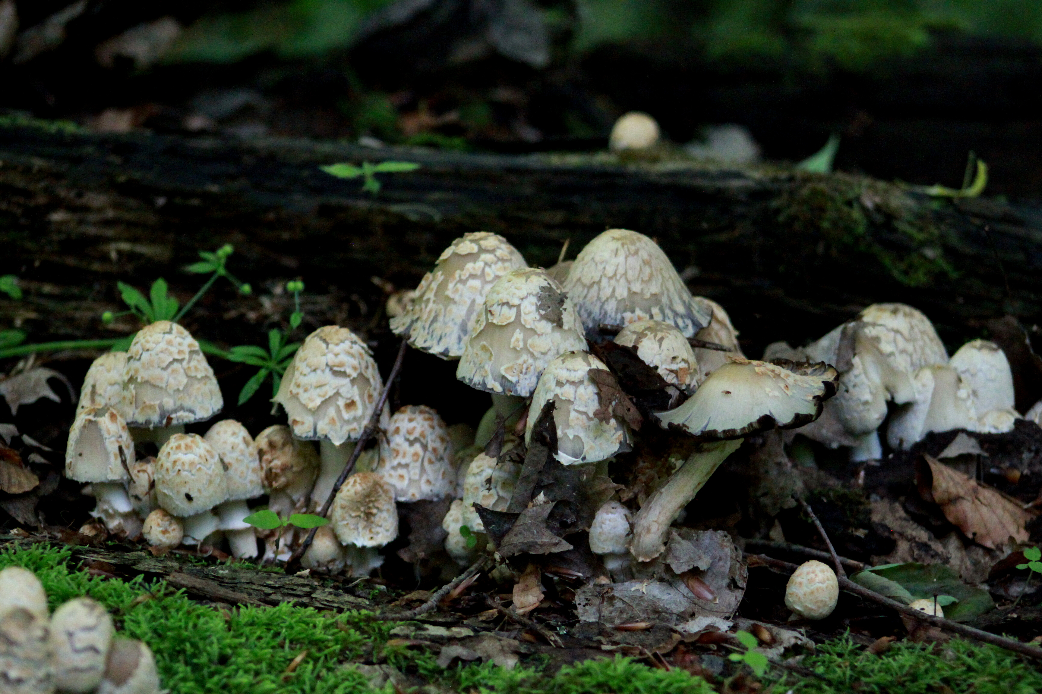 May Mushroom Walks