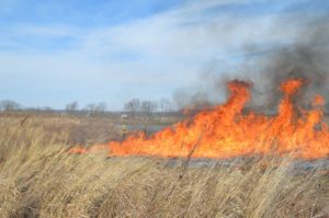 Certain ecosystems benefit from fire management.
