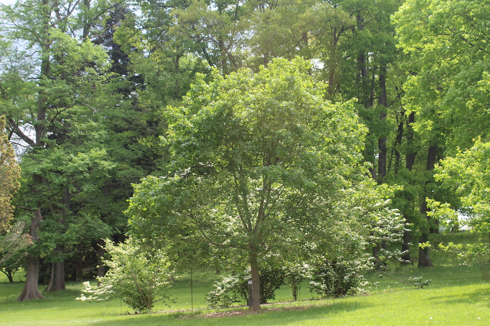 Having this protection gives the trees a better chance at survival, which helps to give The Arboretum’s overall reforestation efforts a higher chance at success.