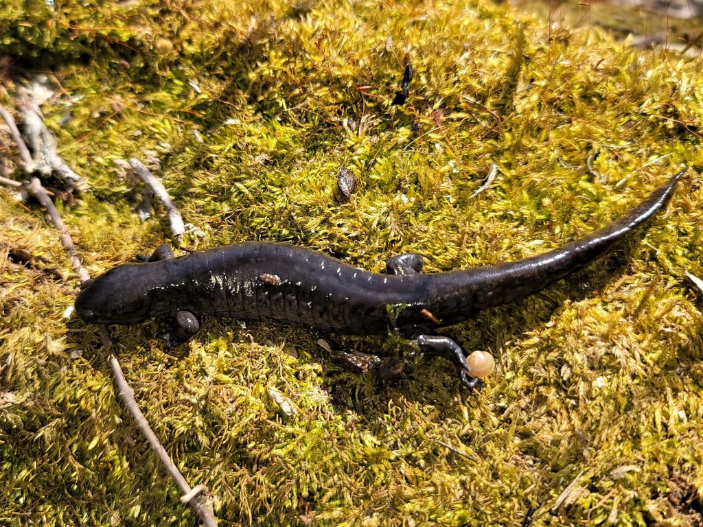 The Great Salamander Migration
