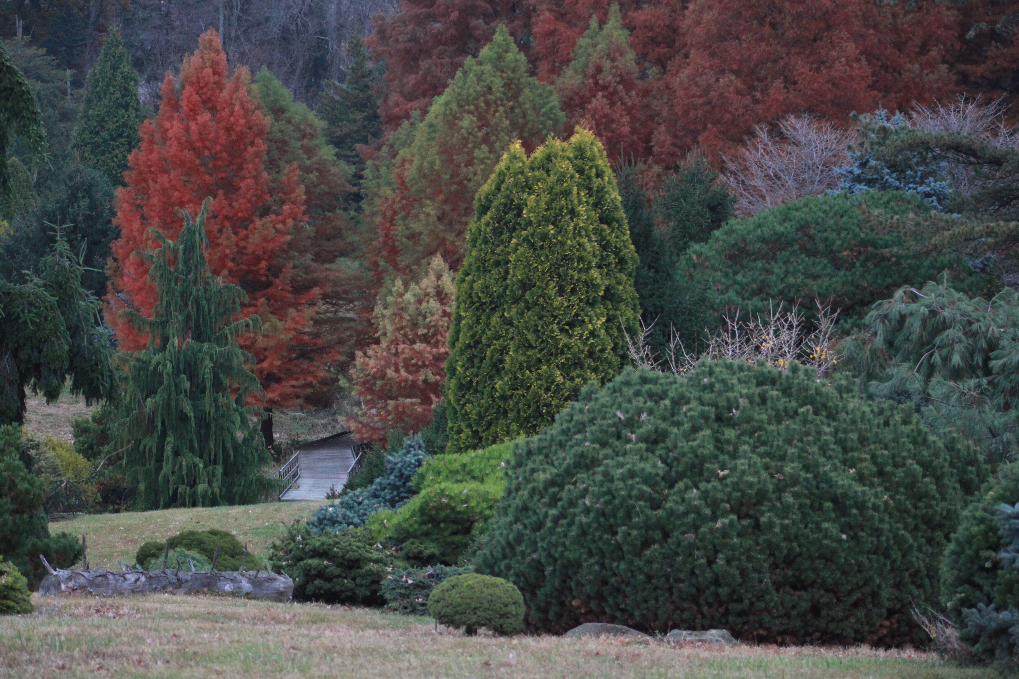 My Pine Tree is Losing its Needles, Forestry, Extension