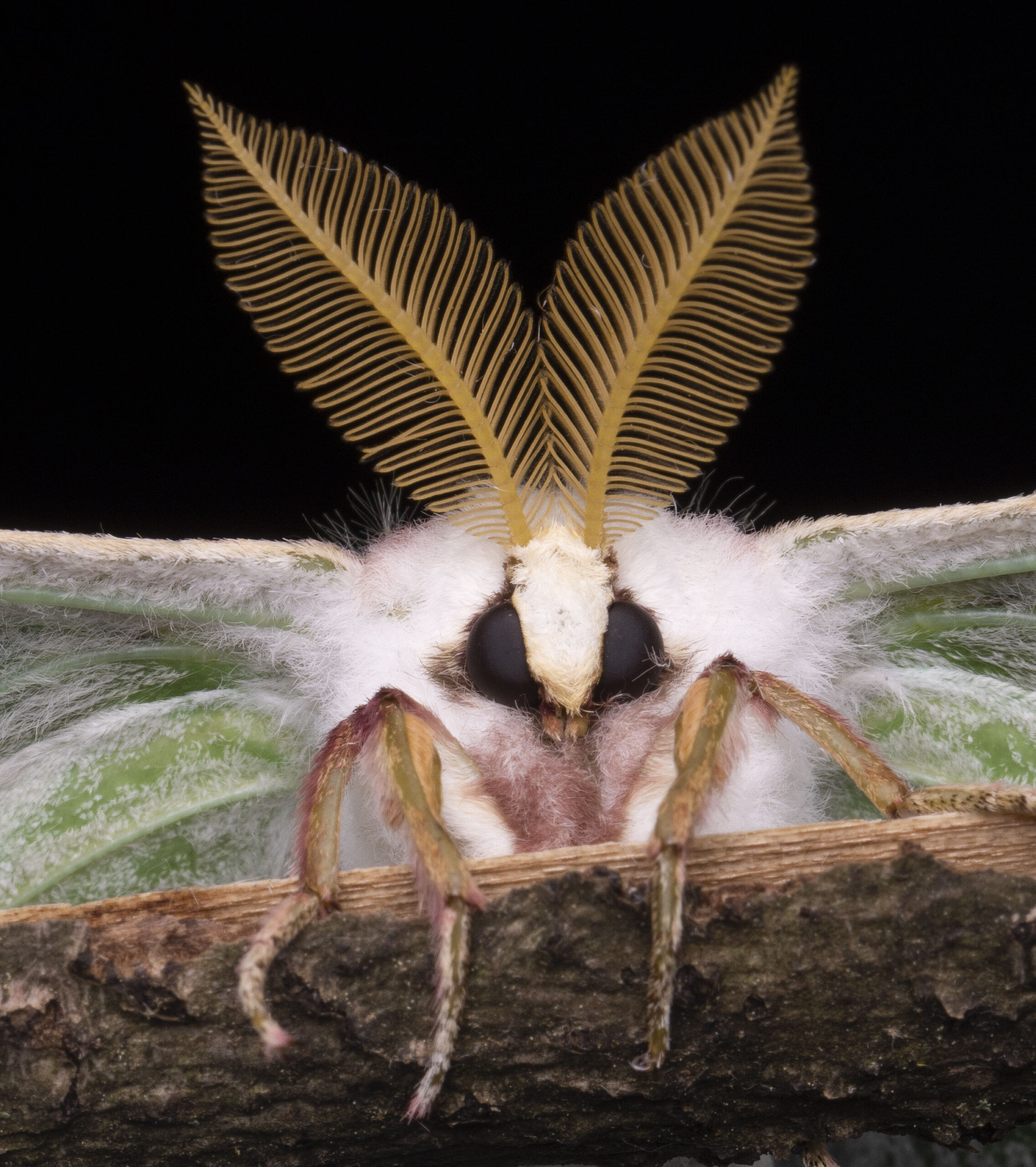 Moth Madness #1