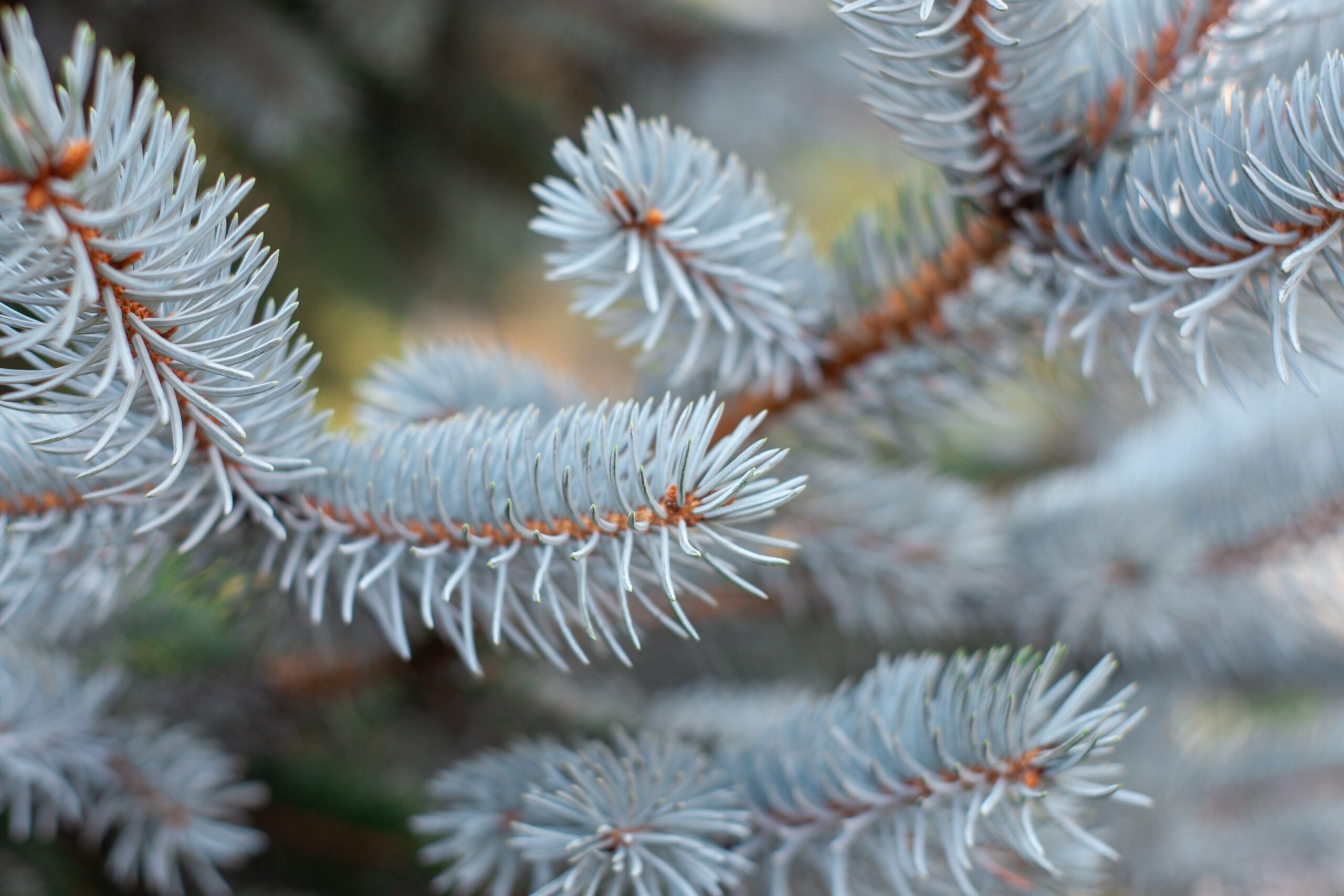 Why Blue Spruce Turns Green: Reasons For Green Needles On A Blue Spruce  Tree