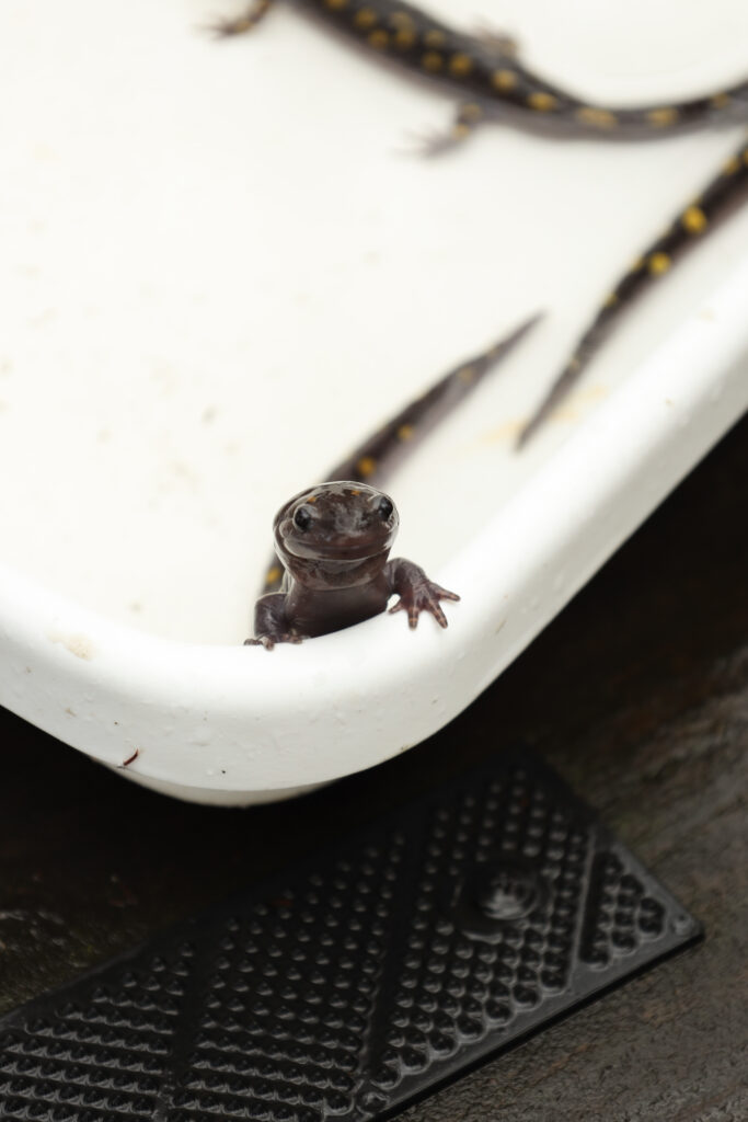 Spring Mole Salamander Migration Event