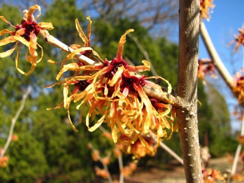 Beyond Your Backyard: Witch Hazel Collection
