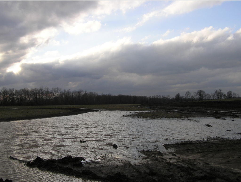 Beyond Your Backyard: Dutch Fork Wetlands