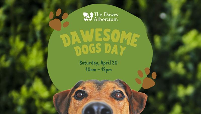Dawesome Dogs Day 2024